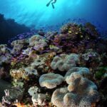 Diving with Ra Divers and Volivoli Beach Resort