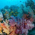 Soft Coral Fiji