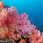 Pink Soft Coral Fiji